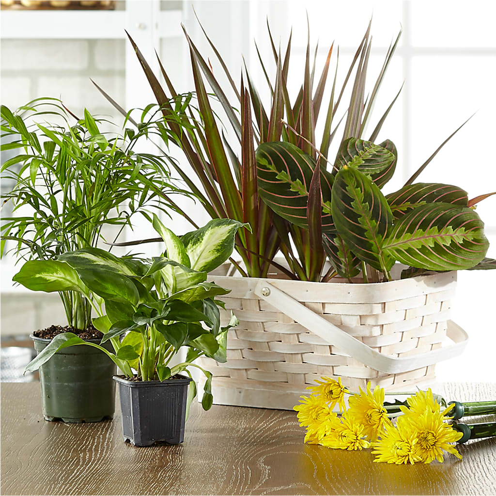 Florist Designed Blooming and Green Plants in a Basket – Oliver Flower Shop Inc, Pittsburgh PA