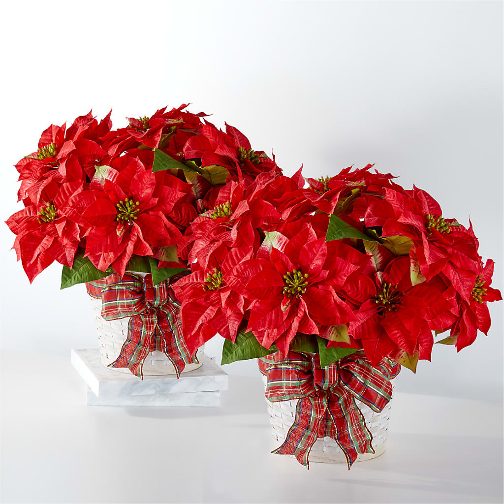 Happiest Holidays Poinsettia Bundle – Oliver Flower Shop Inc, Pittsburgh PA