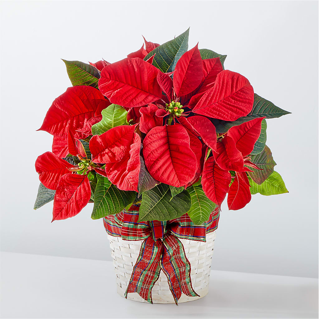 Happiest Holidays Poinsettia – Oliver Flower Shop Inc, Pittsburgh PA