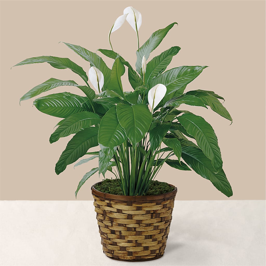 Tranquil Moments Peace Lily Plant – Oliver Flower Shop Inc, Pittsburgh PA
