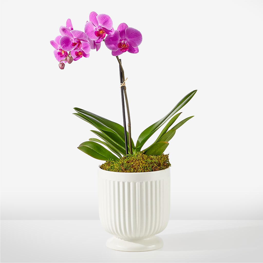 Friendly Fuchsia Orchid – Oliver Flower Shop Inc, Pittsburgh PA
