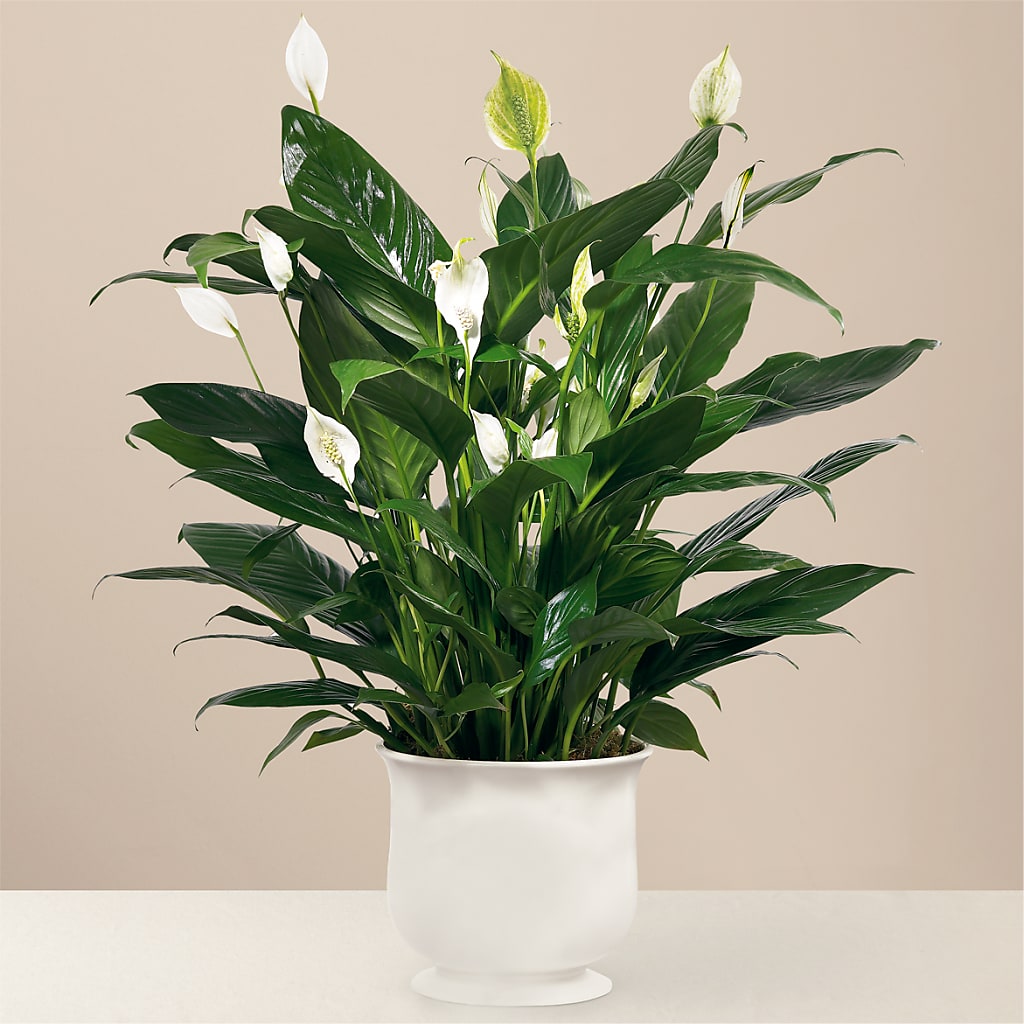 Comfort Planter – Oliver Flower Shop Inc, Pittsburgh PA