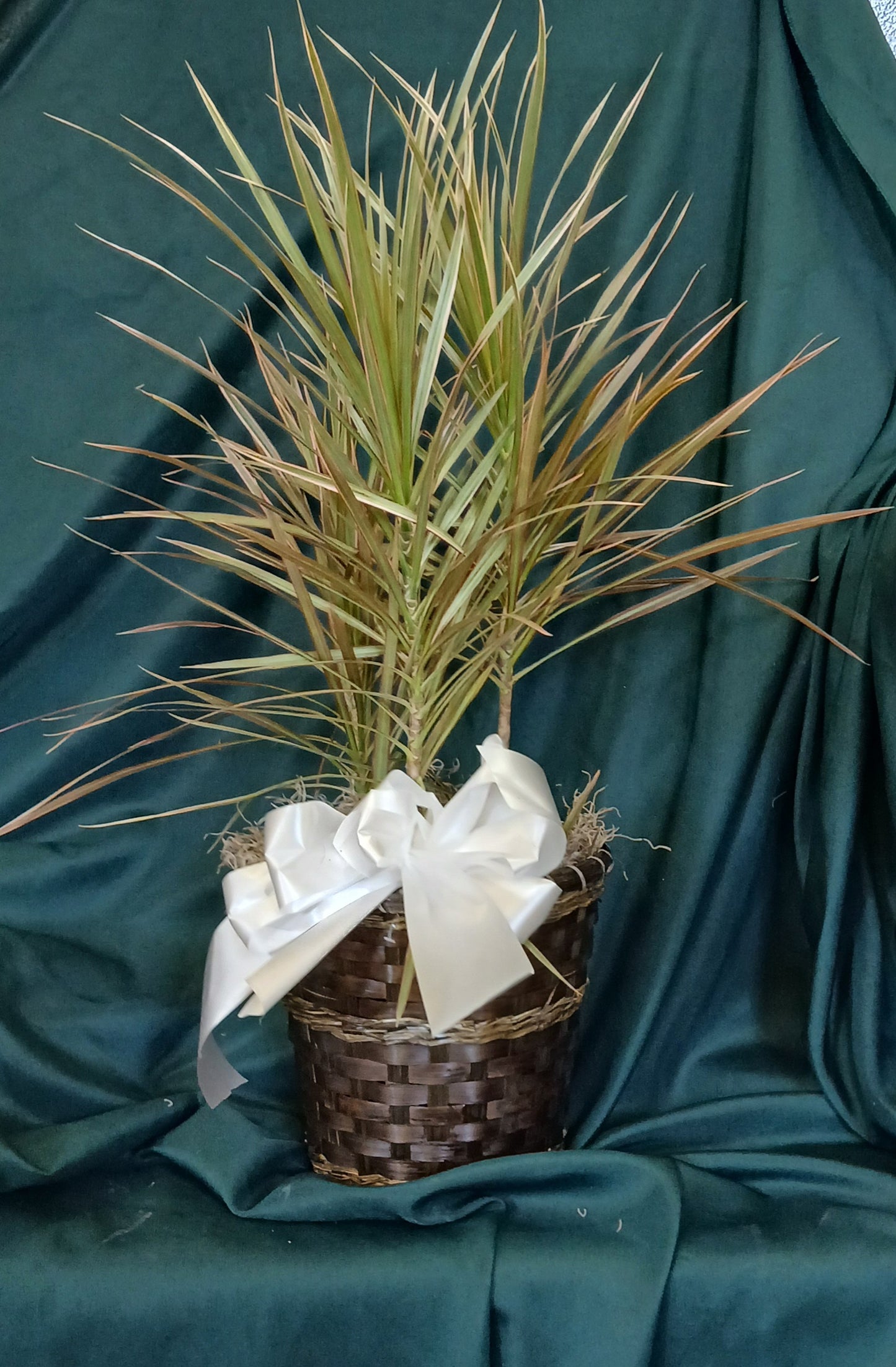 Dracena Marginata