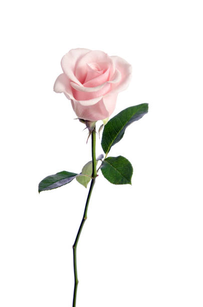 Singe Pink Rose