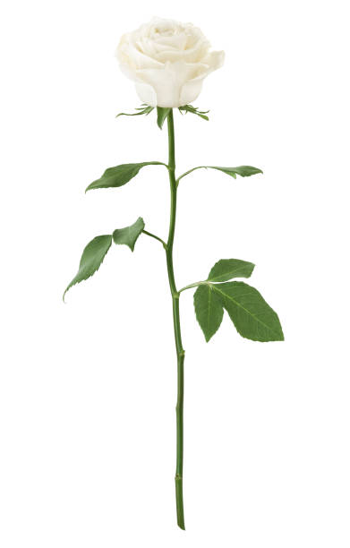 Single White Rose – Oliver Flower Shop Inc, Pittsburgh PA