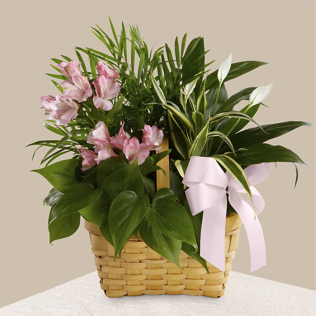 Living Spirit Dishgarden – Oliver Flower Shop Inc, Pittsburgh PA