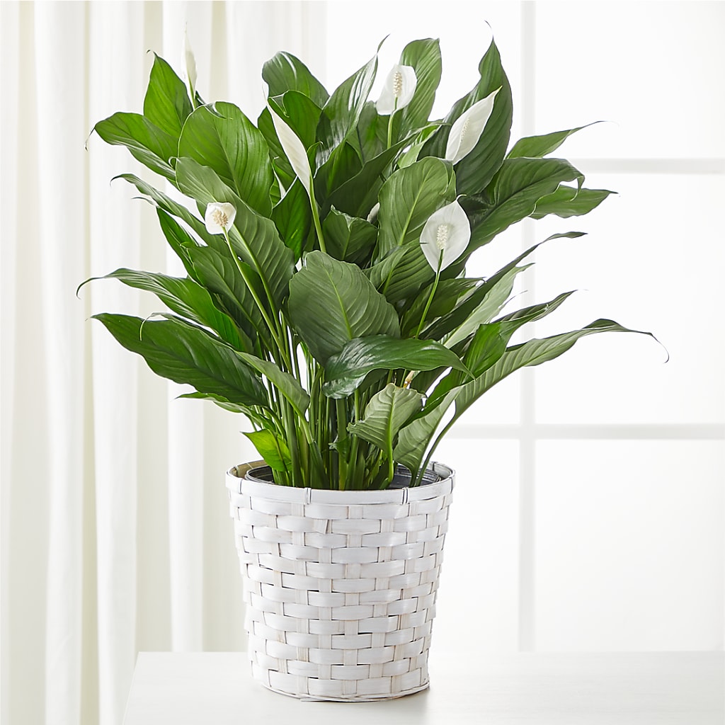 A New Leaf Peace Lily – Oliver Flower Shop Inc, Pittsburgh PA