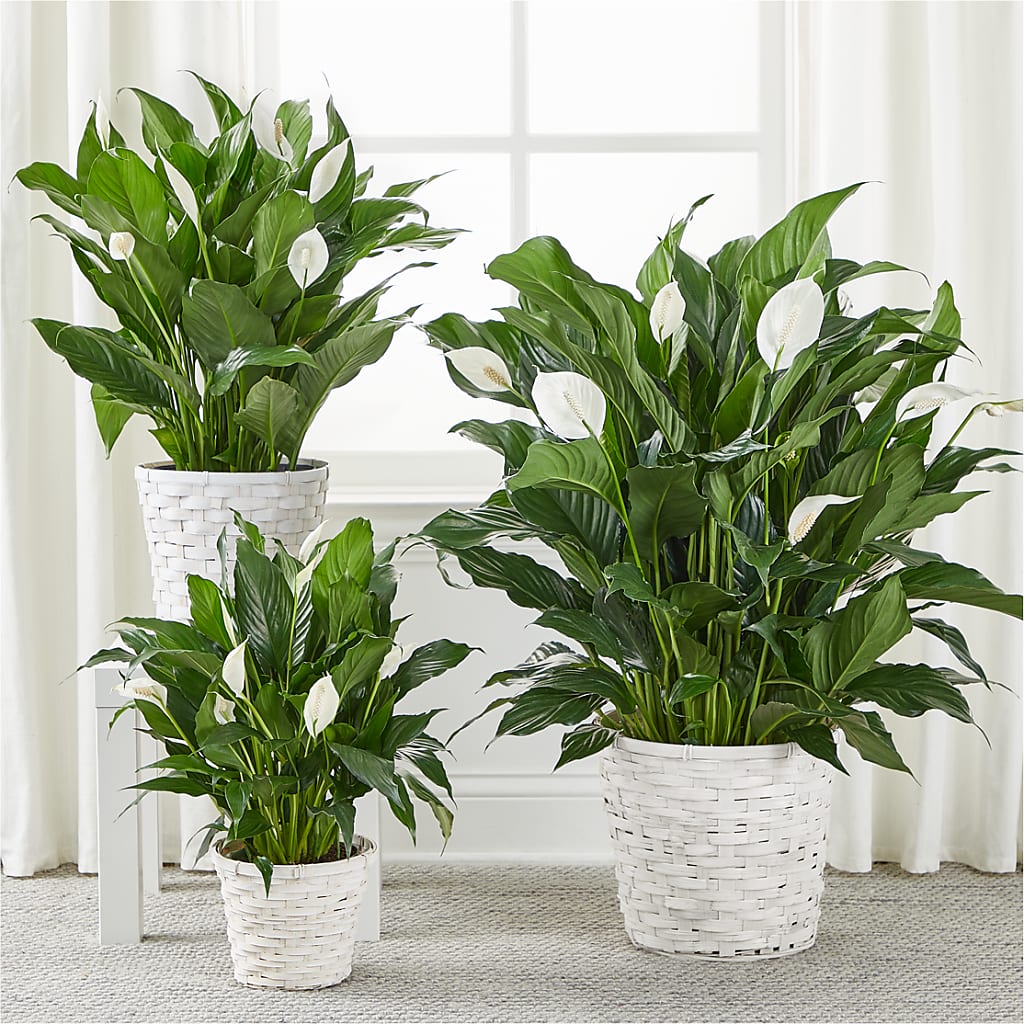 A New Leaf Peace Lily – Oliver Flower Shop Inc, Pittsburgh PA