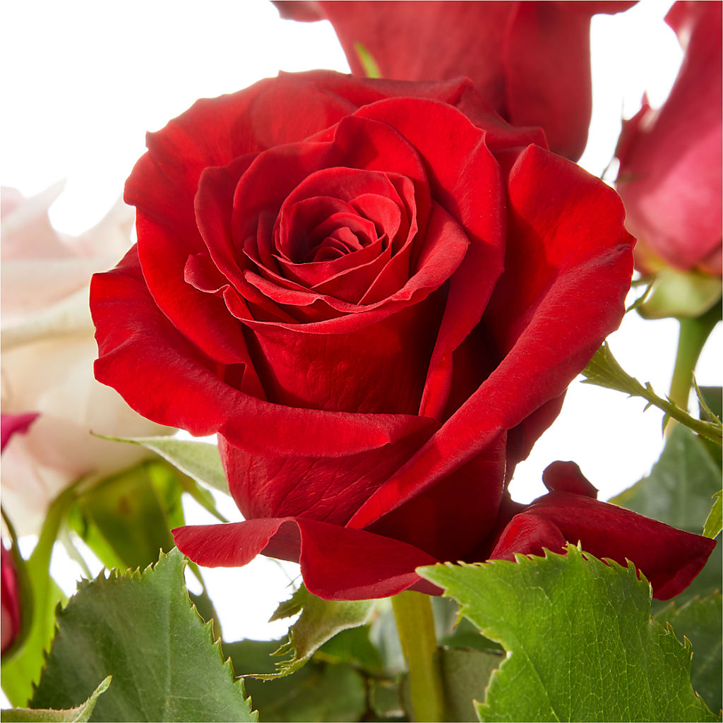 Love Notes Rose Bouquet – Oliver Flower Shop Inc, Pittsburgh PA