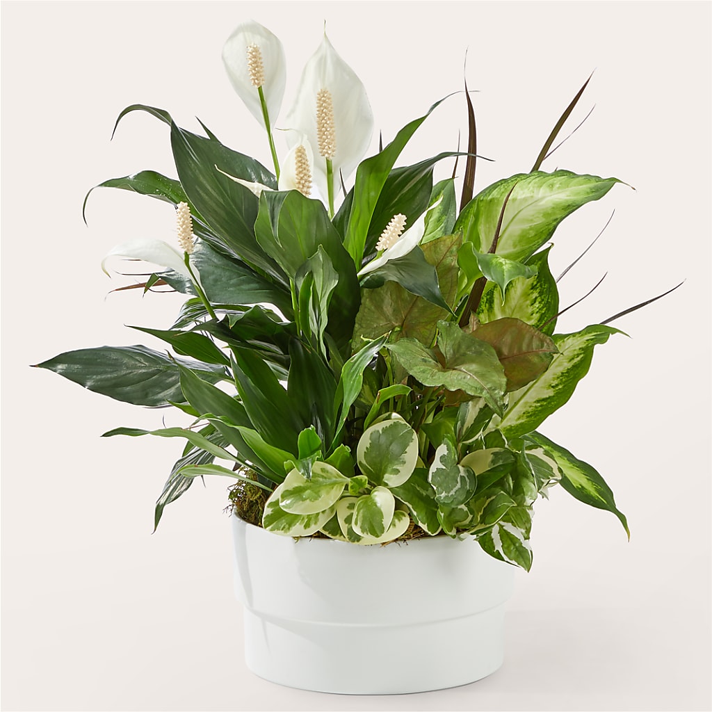 Radiating Positivity Dishgarden – Oliver Flower Shop Inc, Pittsburgh PA