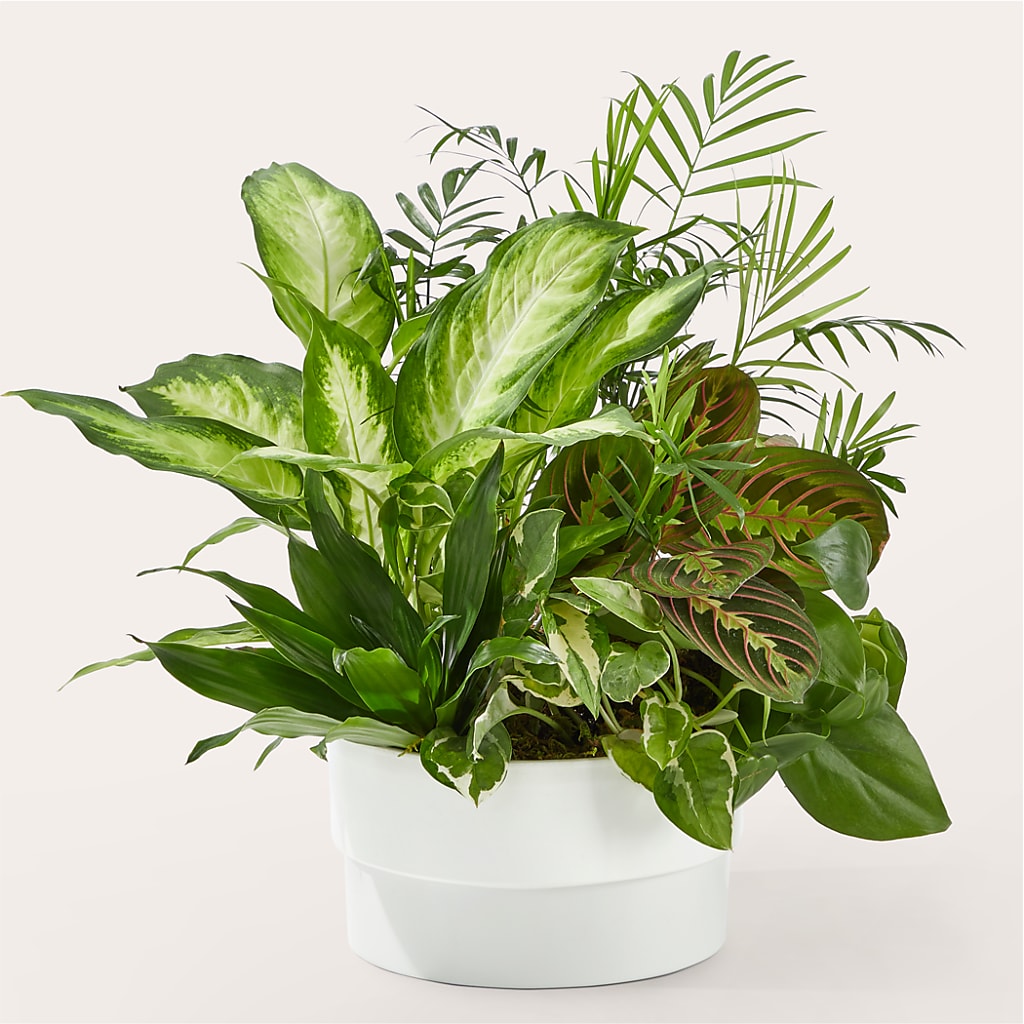 Radiating Positivity Dishgarden – Oliver Flower Shop Inc, Pittsburgh PA
