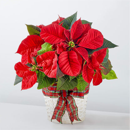 Happiest Holidays Poinsettia –  Oliver Flower Shop Inc, Pittsburgh PA