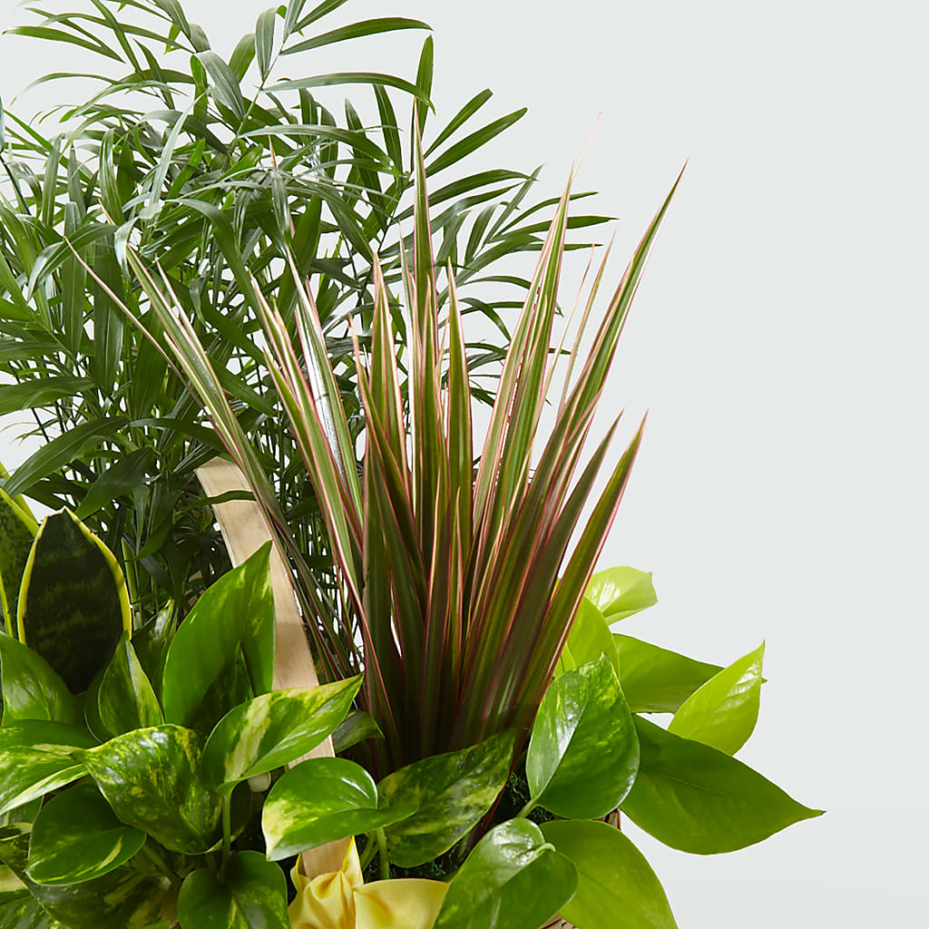 French Garden –  Oliver Flower Shop Inc, Pittsburgh PA