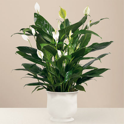 Comfort Planter –  Oliver Flower Shop Inc, Pittsburgh PA