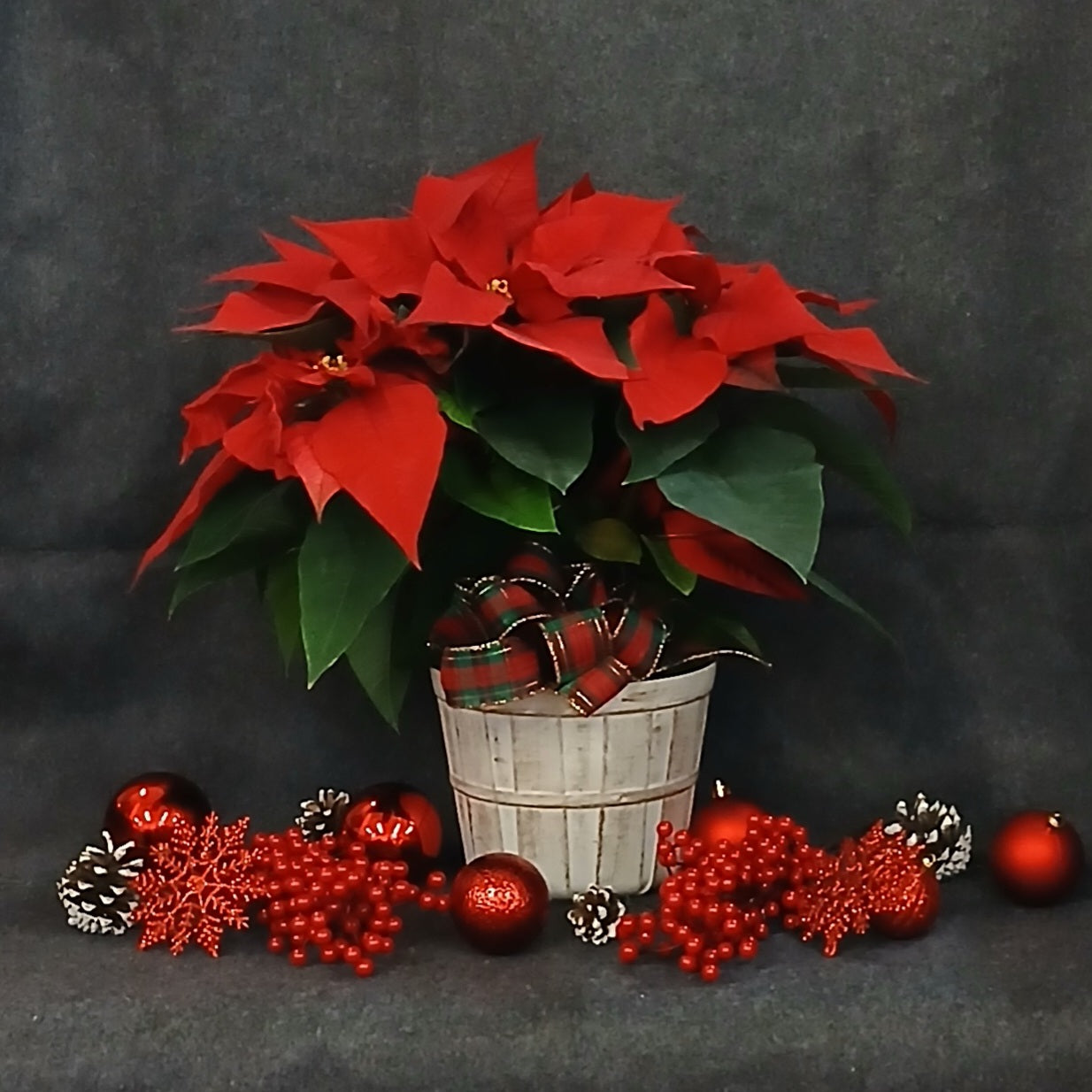 Ethel's Poinsettia Special