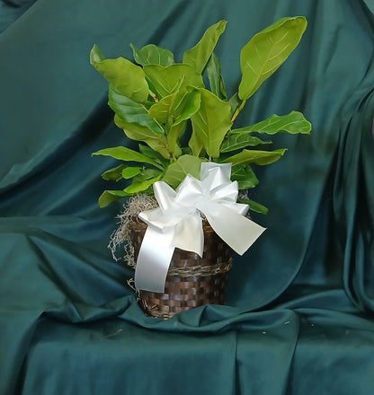 Corryline  –  Oliver Flower Shop Inc, Pittsburgh PA