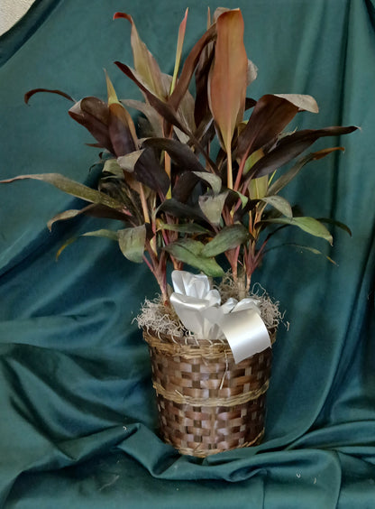 Burgandy Bush  –  Oliver Flower Shop Inc, Pittsburgh PA