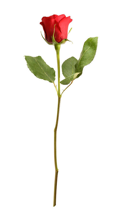 Single Red Rose –  Oliver Flower Shop Inc, Pittsburgh PA