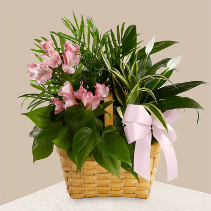 Living Spirit Dishgarden –  Oliver Flower Shop Inc, Pittsburgh PA